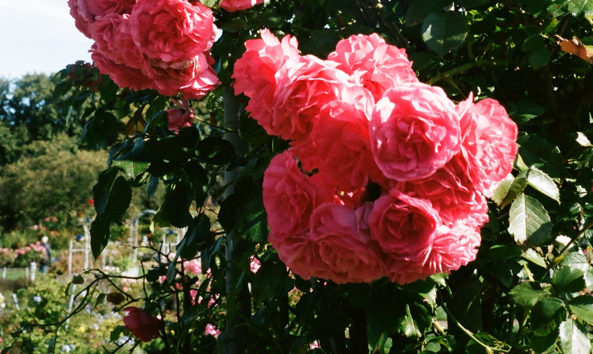 Baroniet Rosendal: Ein berühmter Rosengarten, eine 300 Jahre alte Buchsbaumhecke und vieles mehr.